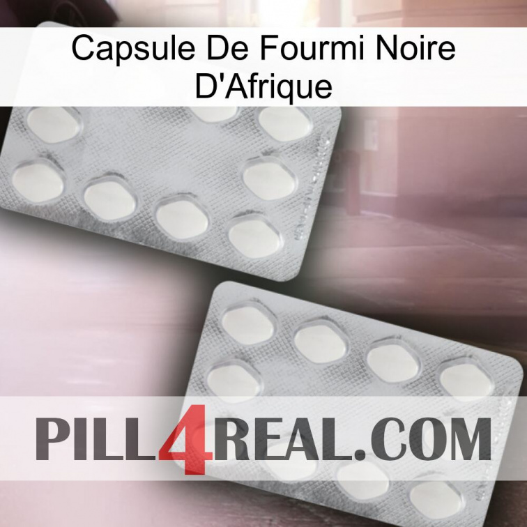 Africa Black Ant Capsule 17